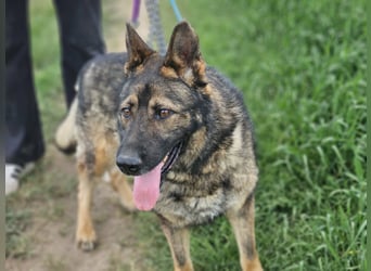 Zeus, geboren 16.12.2019, 58cm sucht sein für immer Zuhause