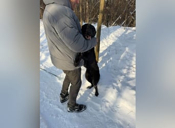 Lupin, geboren 01.12.2023, 60cm sucht seine Aufgabe