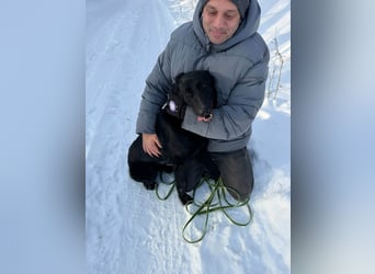 Lupin, geboren 01.12.2023, 60cm sucht seine Aufgabe