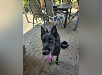 Onix, geboren 01.02.2019, 63cm sucht sein Happy End