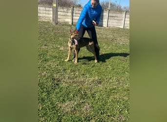 Zoya, geb. 10.2023, 63cm sucht ihre Menschen