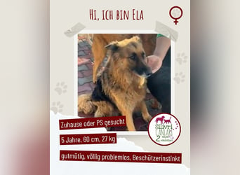 Schäferhündin-Ela sucht ihr neues Zuhause oder Pflegestelle