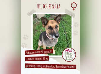 Schäferhündin-Ela sucht ein Zuhause