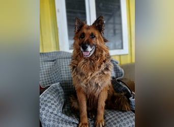 Schäferhündin-Ela sucht ihr neues Zuhause oder Pflegestelle