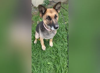 Schäferhündin-Ela sucht ein Zuhause