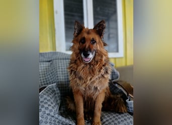 Schäferhündin-Ela sucht ihr neues Zuhause oder Pflegestelle