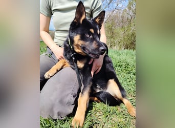 Bestens verträgliche kleine Schäfi Junghündin, 7Mon.,  mit besonderem Blick