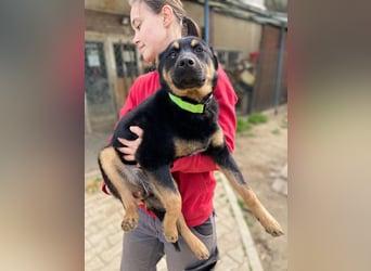 Bestens verträgliche kleine Schäfi Junghündin, 7Mon.,  mit besonderem Blick