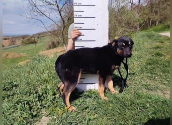 Bestens verträgliche kleine Schäfi Junghündin, 7Mon.,  mit besonderem Blick