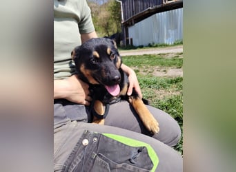 Bestens verträgliche kleine Schäfi Junghündin, 7Mon.,  mit besonderem Blick