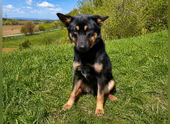 Bestens verträgliche kleine Schäfi Junghündin, 7Mon.,  mit besonderem Blick