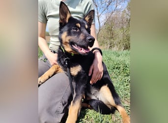 Bestens verträgliche kleine Schäfi Junghündin, 7Mon.,  mit besonderem Blick