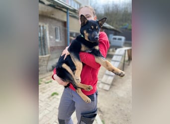 Bestens verträgliche kleine Schäfi Junghündin, 7Mon.,  mit besonderem Blick