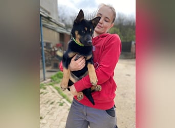 Bestens verträgliche kleine Schäfi Junghündin, 7Mon.,  mit besonderem Blick