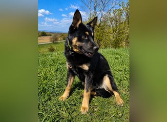 Bestens verträgliche kleine Schäfi Junghündin, 7Mon.,  mit besonderem Blick