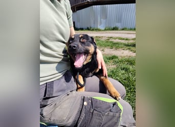 Bestens verträgliche kleine Schäfi Junghündin, 7Mon.,  mit besonderem Blick