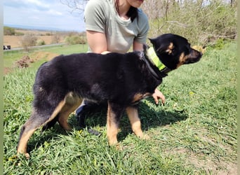 Bestens verträgliche kleine Schäfi Junghündin, 7Mon.,  mit besonderem Blick