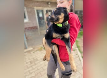 Bestens verträgliche kleine Schäfi Junghündin, 7Mon.,  mit besonderem Blick