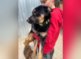 Bestens verträgliche kleine Schäfi Junghündin, 7Mon.,  mit besonderem Blick