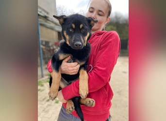 Bestens verträgliche kleine Schäfi Junghündin, 7Mon.,  mit besonderem Blick