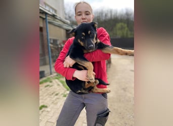 Bestens verträgliche kleine Schäfi Junghündin, 7Mon.,  mit besonderem Blick