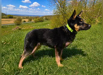 Bestens verträgliche kleine Schäfi Junghündin, 7Mon.,  mit besonderem Blick