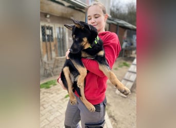 Bestens verträgliche kleine Schäfi Junghündin, 7Mon.,  mit besonderem Blick
