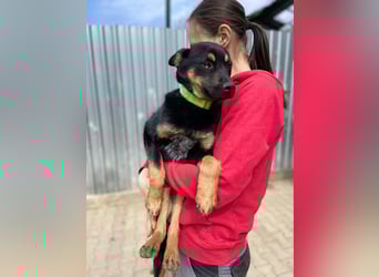 Bestens verträgliche kleine Schäfi Junghündin, 7Mon.,  mit besonderem Blick