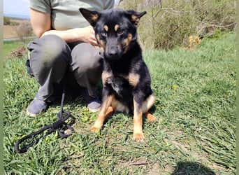 Bestens verträgliche kleine Schäfi Junghündin, 7Mon.,  mit besonderem Blick