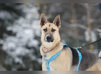 Kluger Cäser sucht liebevolles zuhause