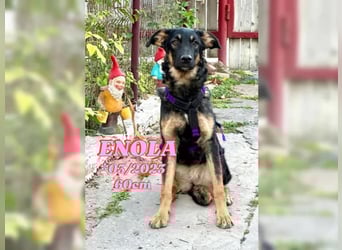 Enola - verkuschelte Junghündin