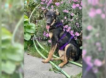 Enola - verkuschelte Junghündin