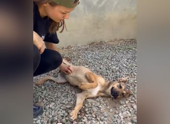 Lana: für immer im Tierheim?