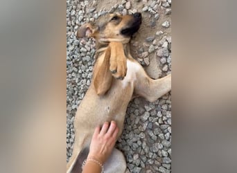 Lana: für immer im Tierheim?