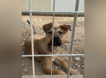 Lana: für immer im Tierheim?