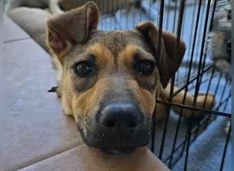 Lana: für immer im Tierheim?