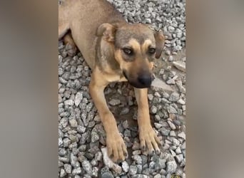 Lana: für immer im Tierheim?
