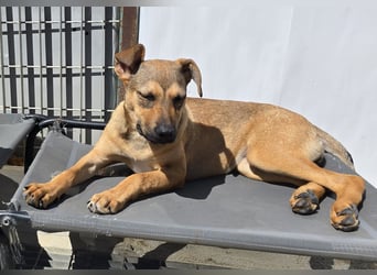 Lana: für immer im Tierheim?