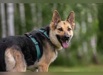Zarte Mira sucht liebevolles Zuhause