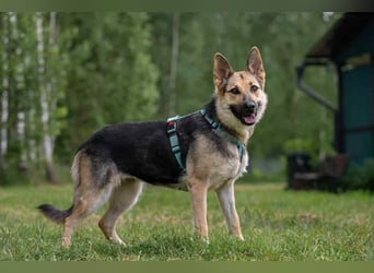 Zarte Mira sucht liebevolles Zuhause