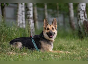 Zarte Mira sucht ihre Menschen