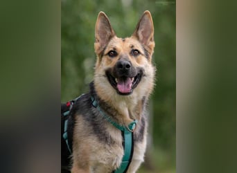 Zarte Mira sucht liebevolles Zuhause