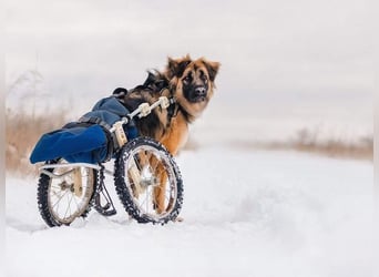Besonderer Enger sucht sein perfektes Zuhause