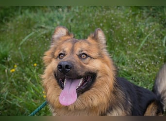 Chip-Nr. 256060 - der hübsche, soziale Rüde ist auf der Suche nach einer eigenen Familie