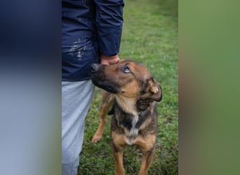 BUDDY - lernen, spielen, knuddeln, wer schenkt mir ein tolles Hundeleben?