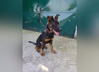 MONTY - der temperamentvolle und engagierte Rüde träumt von einer aktiven Familie!