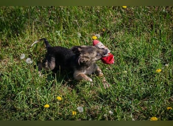 Welpe Chip-Nr. 257991 - wer schenkt dem kleinen Racker ein liebevolles Für-Immer Zuhause?