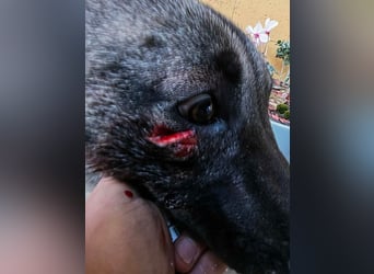 AMELIE - ich freue mich auf ein tolles Leben in meinem Für-Immer Zuhause