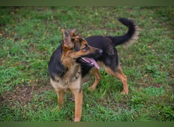 JÖRDI - die neugierige, muntere und aktive Hündin träumt von einem tollen Zuhause