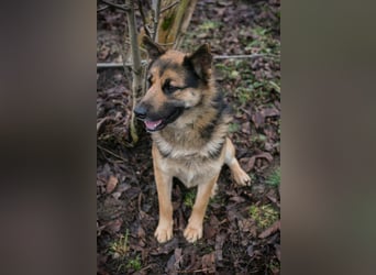 QUINTO - der menschenbezogene und aktive Rüde sucht eine hundeerfahrene Familie!